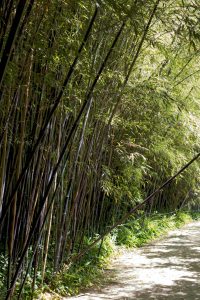 oriental bamboo forest daylight