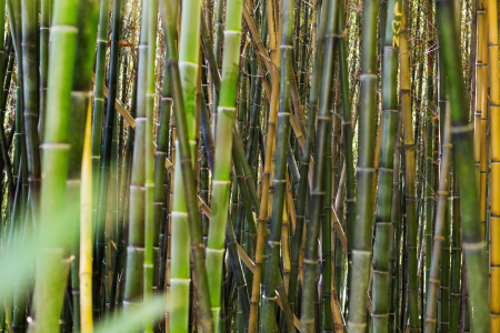 botanical bamboo forest daylight